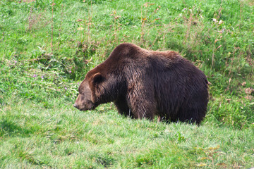 Animals in the wild, animals in the zoo eating grass and drinking water
