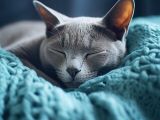 Russian Blue Cat sleeping on a cozy blanket  (Generative AI)