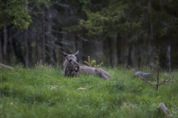Wildlife scene from Sweden. Moose - Eurasian elk.  Moose in natural green habitat. Alces alces in forest.