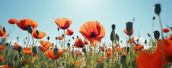 Obraz premium Close up beautiful banner red poppy flowers in summer in nature outdoors on sunny day against blue sky. Blooming poppies in wild. Ai generative.