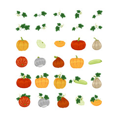 Gourd, pumpkin, squash hand drawn cartoon illustration. Autumn harvest. Decorative vegetables for halloween and thanksgiving holiday. Isolated vector elements.