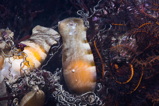Puffadder shyshark eggs(Haploblepharus edwardsii) underwater on the reef