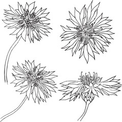 Set of vector hand drawn Cornflower illustration , knapweed isolated on white, lineart flower, doodle sketch, Centaurea botanical herb for design herbal tea, organic cosmetic, natural medicine.