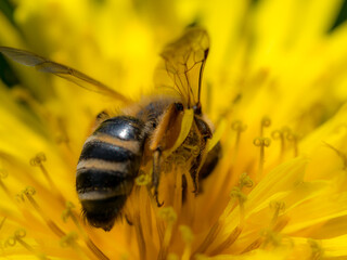 bee on flower