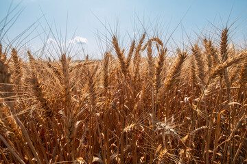 Ripe wheat fields, agricultural land, pre-harvest state at beautiful sun
