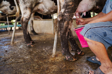 closeup Cow milking facility and mechanized milking equipment farmer milking a cow