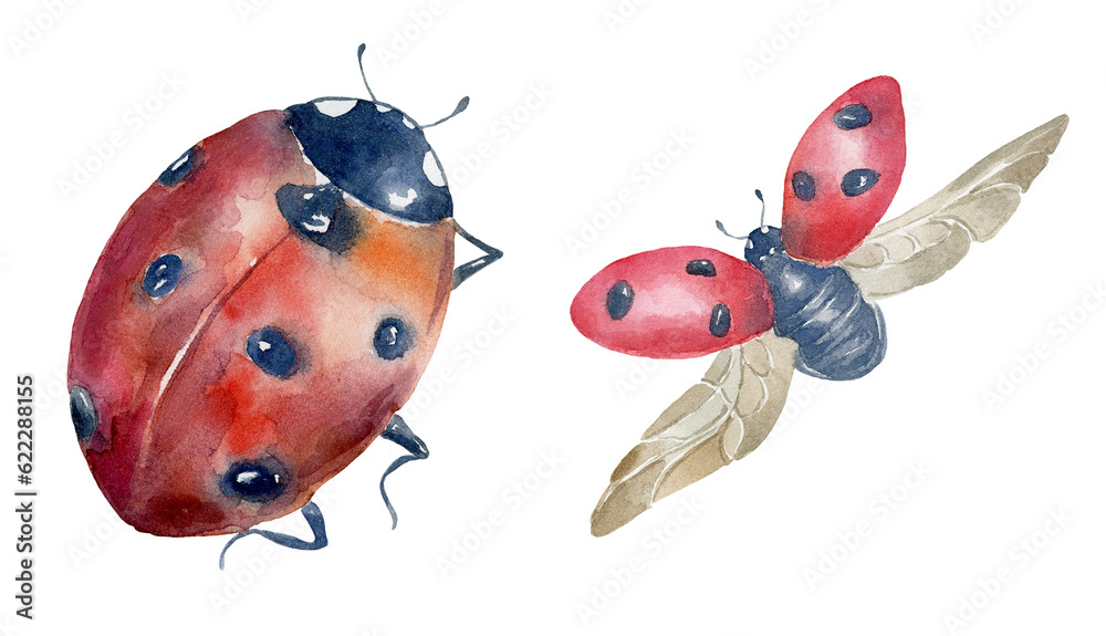 Wall mural set of watercolor ladybirds on the white background.