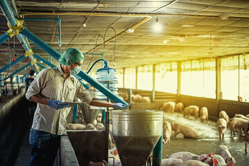 Veterinarian using table working and checking  in the pig farm on the pig's health
