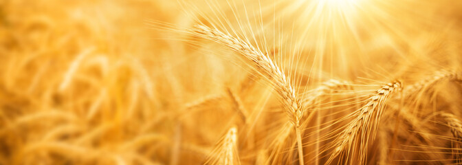 Close-up of golden wheat ears in sunny backlight. Horizontal agricultural background with short...