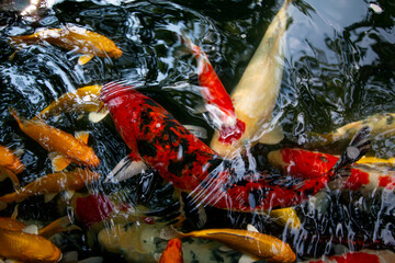 Koi fish of fortune will bring good things.