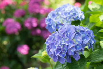 紫の花のボケをバックに青紫の紫陽花の花