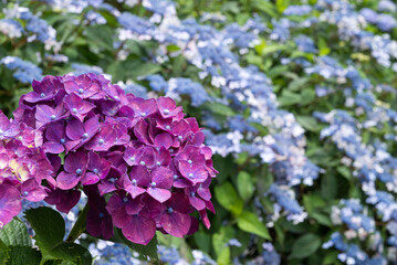 青紫の花をバックに紫のアジサイの花