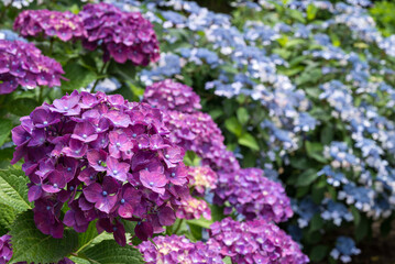 青紫の花をバックに紫のアジサイの花