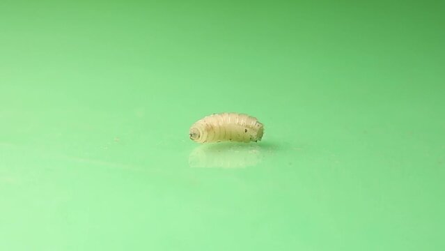 Larva of flies on green background.
Its hooks can be seen in its front.
Housefly (Musca domestica) maggot isolated.
Blowfly maggots, larvae.
Life cycle of flies.
Insects, Insect.
Entomology.
Animals