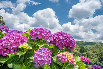 空の下の赤紫のアジサイの花