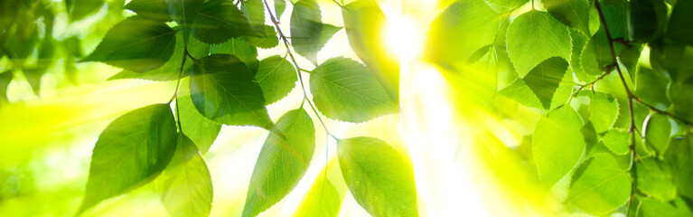 sunshine leaves banner