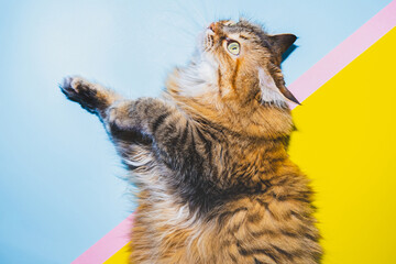 Fluffy cute cat on a colored background. - 622292989