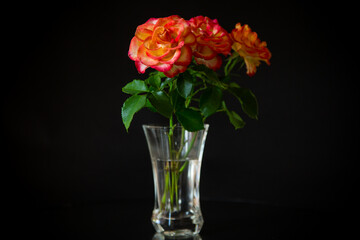 Flowers of beautiful blooming red rose on black background.