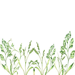 a set of watercolor bright illustrations. meadow grasses, flowers, clover. summer mood for the design of postcards, invitations, website design.