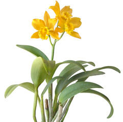 Yellow Cattleya orchid with leaves isolated on white background
