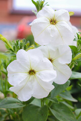 Petunias. Beautiful white flowers on a blurred green background. Close-up. Selective focus. Copyspace