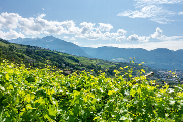 Blick uber die Weinberge in Südtirol