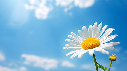 Chamomile daisy flower close up. Blue sky nature landscape. Tranquil air sunny weather holiday...