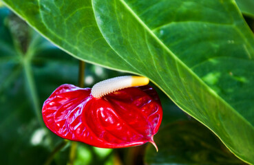 Red anthurium flowers in a home garden
