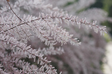Beautiful blooming branches of tamarix pink flowers, close up spring background in botanical garden or park, floral texture of blossoming tamarisk bush, idea of nature, gardening and environment