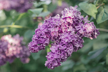 Obraz premium Blooming rich purple branch of lilac bush with big flowers in spring garden with green background, natural floral seasonal outdoor wallpaper, idea of gardening; tenderness, beauty, freshness of nature