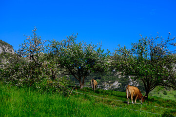 Fototapeta na wymiar Brown Asturian cows grazing on pasture, Picos de Europe, Asturias, Spain