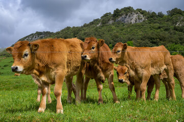 Brown Asturian cows, livestock with little calfs on green grass pasture, Picos de Europe, Los Arenas, Asturias, Spain
