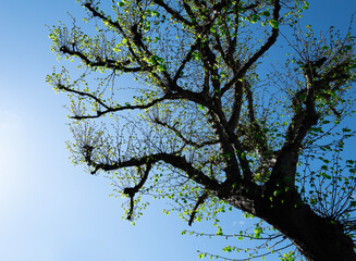 Tree branches against blue sky