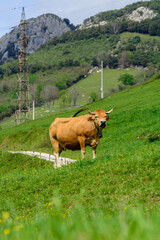 Naklejka premium Brown Asturian cows, livestock with little calfs on green grass pasture, Picos de Europe, Los Arenas, Asturias, Spain