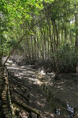 view of the mangrove forest Pranburi District Prachuap Khiri Khan Province, Thailand. Taken on 16 June 2023.
