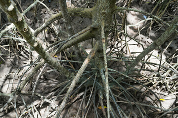 view of the mangrove forest Pranburi District Prachuap Khiri Khan Province, Thailand. Taken on 16 June 2023.