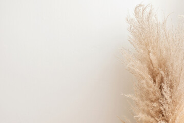 Aesthetic minimalist sustainable neutral background, dried pampas grass with soft blurry shadow on light beige wall