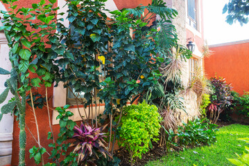 Tropical garden near house