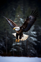 Obraz premium american bald eagle
