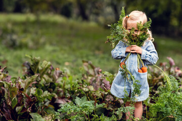 Cute toddler smiling blonde girl in blue outfit picking carrots. organic homemade vegetables...