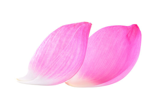  lotus petal on transparent png