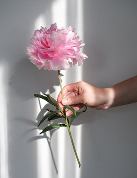 Delicate pink peony in a female hand on a light background in the sun
