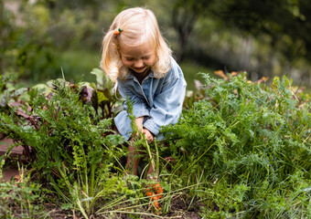 toddler blond girl in blue outfits picking carrots in domestic garden. Child harvesting vegetables in a garden. Fresh healthy food for small kids