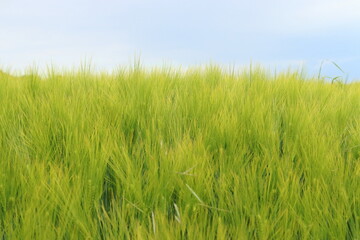 young green barley in a field with blue sky
