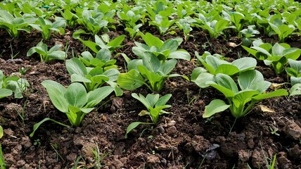 Fresh and organic Bok Choy plants growing in vegetable garden.