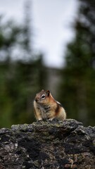 Chipmunk 2