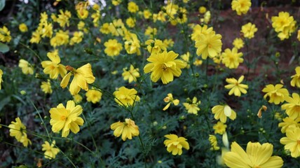 Obraz premium Cosmos sulphureus is a species of flowering plant in the sunflower family Asteraceae, also known as sulfur cosmos and yellow cosmos.