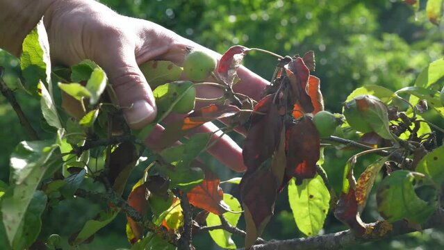 A farmer examines the dry leaves of an apple tree. Gardening. Diseases and pests of apple trees.