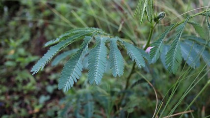 Mimosa pudica also called sensitive plant, sleepy plant, action plant, touch-me-not, or shameplant is a creeping annual or perennial flowering plant of the pea/legume family Fabaceae