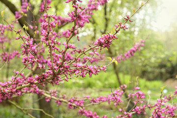 Cercis siliquastrum, or Judas tree, is a Tree from Southern Europe and Western Asia. Deep pink colour flowers.